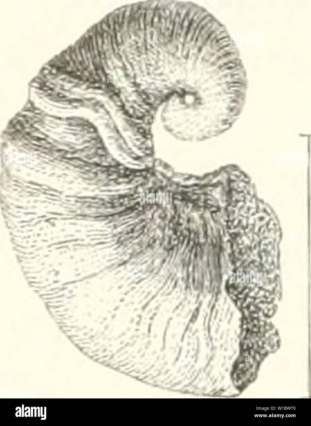 Archive image from page 465 of Die Leitfossilien, ein Handbuch für. Die Leitfossilien, ein Handbuch für den Unterricht und für das Bestimmen von Versteinerungen . dieleitfossilien00kokeuoft Year: 1896  454 Zweite Abteilung. oft abgerieben sind). Schale öfter mit Wülsten in der Richtung der Anwachslinien. Platyceras cornutum His. {= Nerita'-'- haliotisSow. Platystoma niagarensis). Weitverbreitet im Obersilur, besonders im Wenlock. Fig. 243. Stock Photo