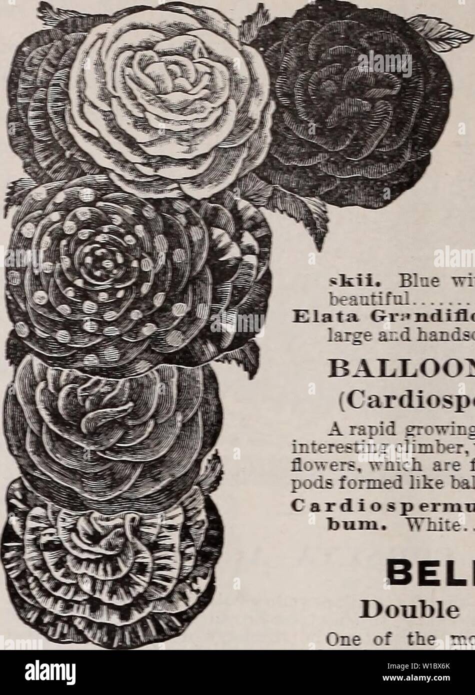 Archive image from page 47 of Descriptive catalogue of vegetable, flower,.  Descriptive catalogue of vegetable, flower, and farm seeds : bulbs, roots,  plants, tools . descriptivecatal1894weeb Year: 1894 AURICULA. PER PKT. Of