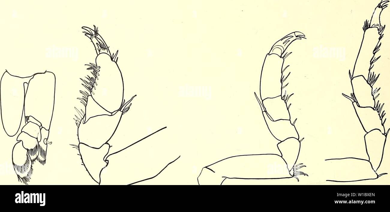 Archive image from page 47 of Die Isopoden der Siboga-Expedition (1913). Die Isopoden der Siboga-Expedition . dieisopodendersi04nier Year: 1913  272 ISOPODA GENUINA Diese Form ist bestimmt neu; sie enthält ihren Namen mit Rücksicht auf die ganz eigen- tümliche Verdoppelung der Reihen von Stacheln an den Mundteilen, welche, soweit ich weiss,    Fig. 63. Idothea du- Fig. 66. Idothea dupli- plicata, Maxilliped, Fig. 64. Idothea duplicata, Thorako- Fig. 65. Idothea duplicata, Thorako- cata, Thorakopod VIII 37 X. pod II (Pereiopod I), 36 X. pod III (Pereiopod II), 30 X. (Pereiopod VII), 24 X. nirge Stock Photo