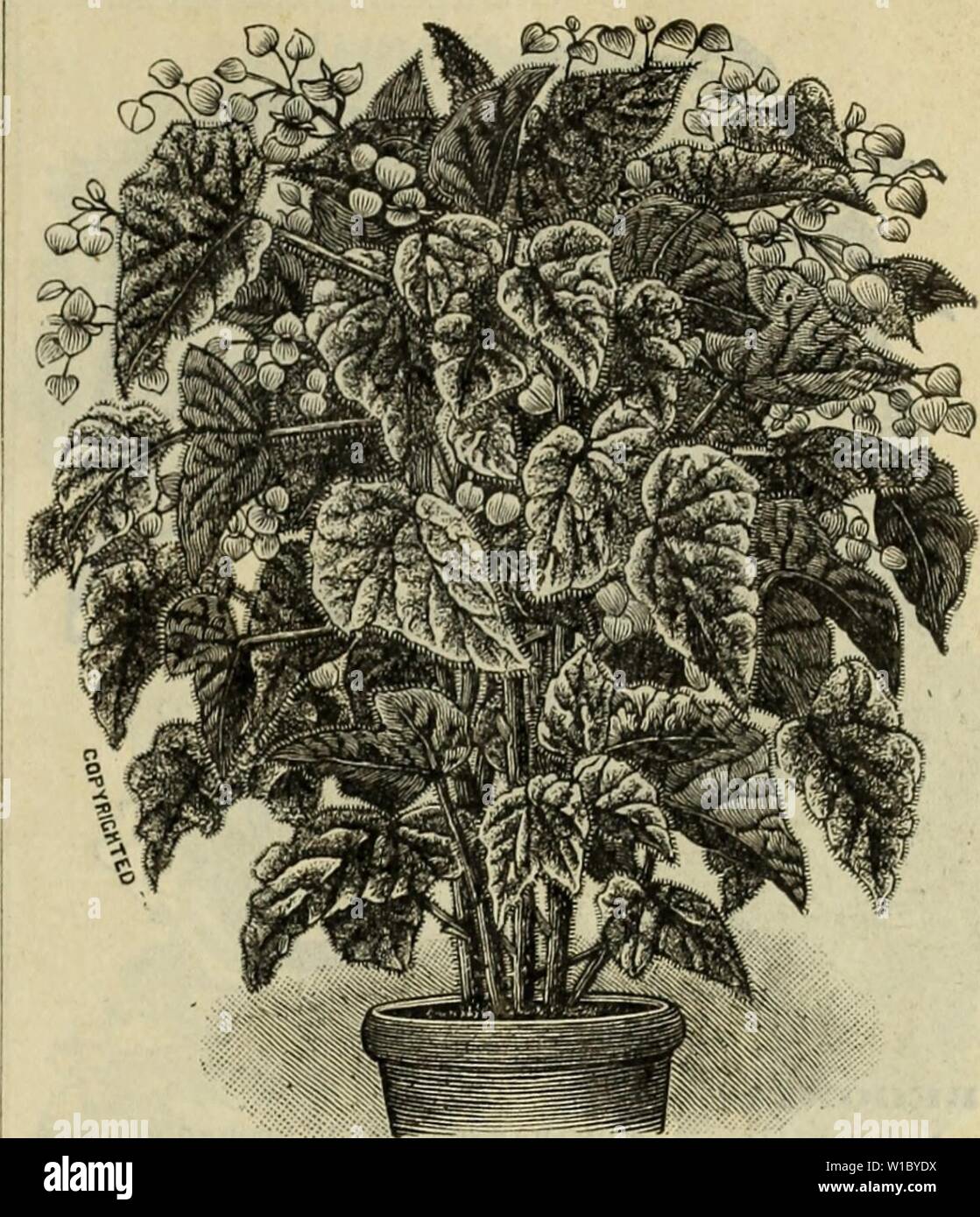 Archive image from page 48 of Descriptive catalogue  trees plants. Descriptive catalogue : trees plants seeds. . descriptivecatal1896bake Year: 1896  BEGONIA YKKNON.    BliGONIA METALLICA. President Caruot. A remarkably strong-grow- ing variety, of stiff, upright habit; foliage very large, flowers beautiful coral red, in large, penednt panicles similar to Rubras, but very much larger. 25 cts. Wettsteinii. (New.) This fine Begonia is in the direct line of Rubra, so well and favorably known. The leaf is ornamental, being peculiarly indented, and a lovely shaded coloring, dark marbled green, shad Stock Photo