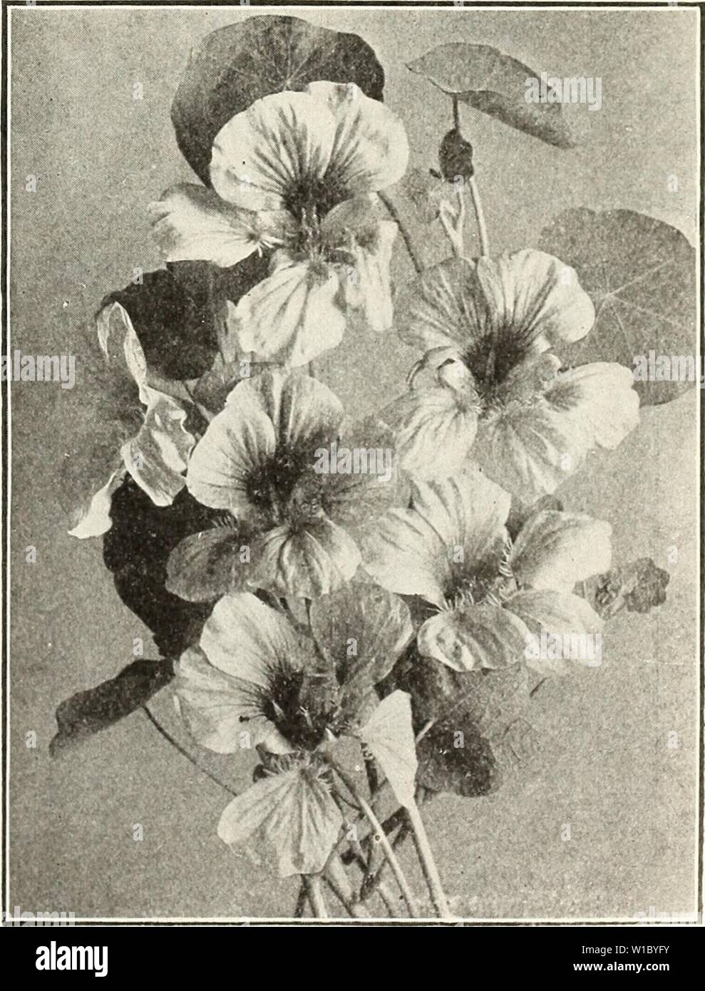 Archive image from page 48 of Descriptive catalogue of vegetable and. Descriptive catalogue of vegetable and flower seeds . descriptivecatal1926john Year: 1926  HORTICULTURAL AND AGRICULTURAL SUPPLIES 45 MALVA Handsome garden plants that bloom all Summer; fine for cut flowers. moschata alba (Musk Mallow). tH.P. White, fragrant. 2 ft. Pkt. lOc, M oz. 50c. rosea. fH.P. Rose-flowered variety; fine. Pkt. lOc, 3i oz. 50c. MATHIOLA bicornis. A charming little annual with a most deli- cate odor perceptible at a considerable distance. Pkt. lOc, H oz. 50c. MARTYNIA Curious and handsome, half-hardy annu Stock Photo