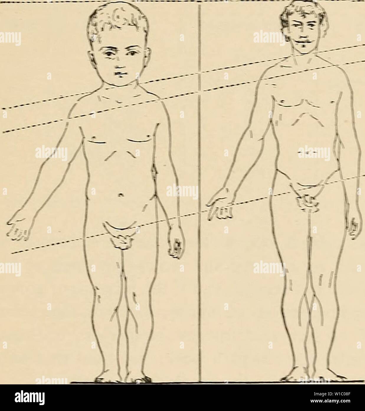 Archive image from page 482 of The development of the human Stock Photo