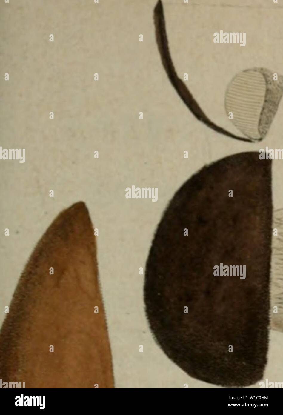 Archive image from page 488 of Deutschlands Flora in Abbildungen nach