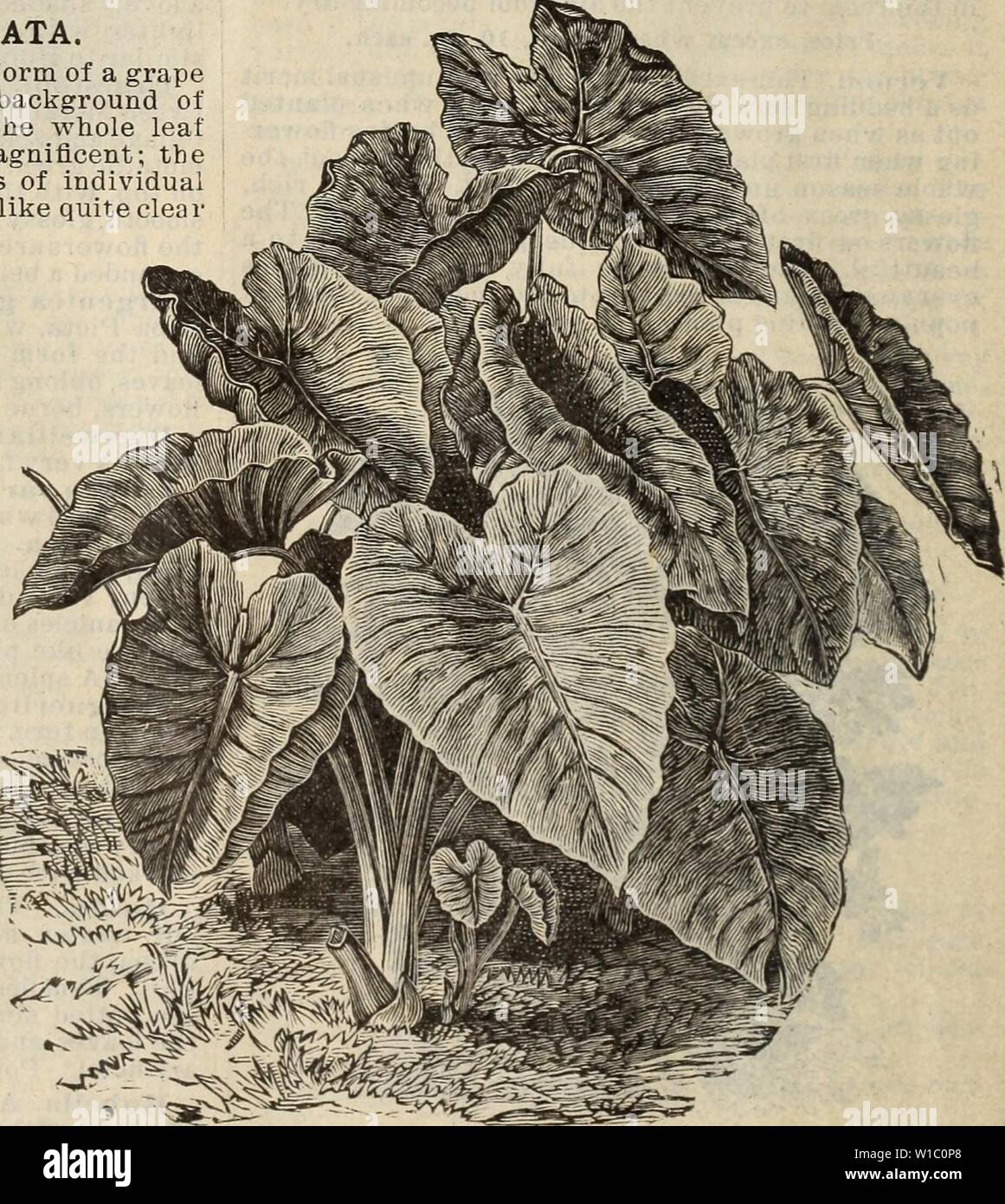 Archive image from page 49 of Descriptive catalogue  trees plants. Descriptive catalogue : trees plants seeds. . descriptivecatal1896bake Year: 1896  BEGONIA REX. BEGONIAS, continued. Schmidtii. A new variety, with bronze-colored leaves; of dwarf, dense growth, with a profusion of rosy white flowers. Weltoniensis. Exceedingly fine, of shrubby habit, with strong green leaves and bright crimson stems ; flowers waxen pink, very profuse in winter and sum- mer; a desirable sort; stands the sun well. Washingtoniana alba. Immense panicles of pure white flowers and fine glossy leaves; good win- ter bl Stock Photo