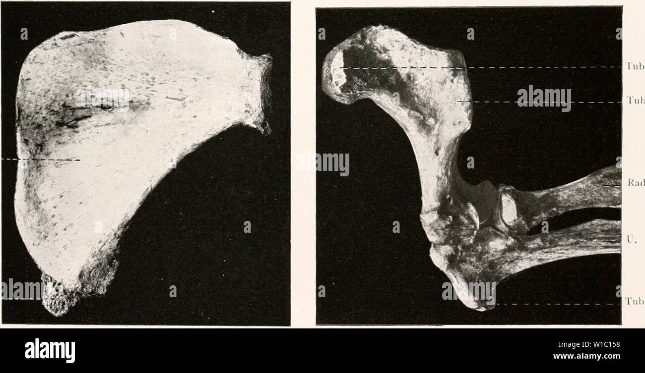 Archive image from page 492 of Deutsche SüdpolarExpedition, 19011903