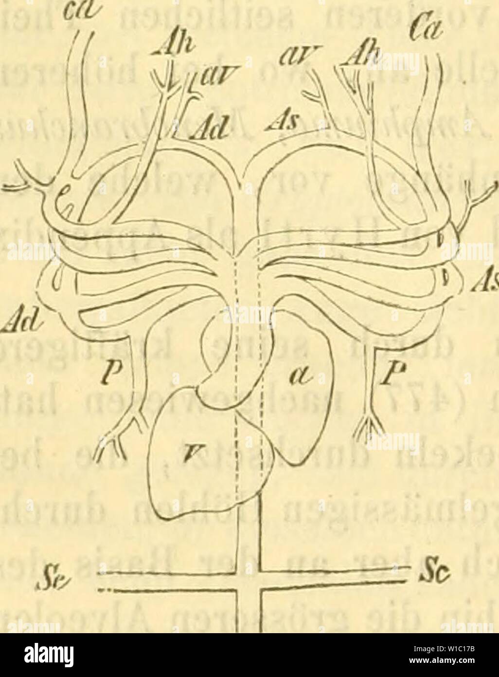 Archive image from page 493 of Die Klassen und Ordnungen des. Die Klassen und Ordnungen des Thier-Reichs, wissenschaftlich dargestellt in Wort und Bild . dieklassenundord62bron Year: 1873-1878  482 Circulationsorgate. Muskelsubstanz der vorherrschende Bestandtheil ist. Bei den niederen Amphibien ist das Trabekelsystem überall mehr gleichmässig angeordnet. Der Hohlraum des Ventrikels steht mit dem der Vorhöfe in Zusammen- hang und der Rücktritt des Blutes wird durch ein Klappensystem, die Atrioventricularklappe, gehindert. Bei den Amphibien verlieren die Klappen allmählich ihren membranösen Cha Stock Photo