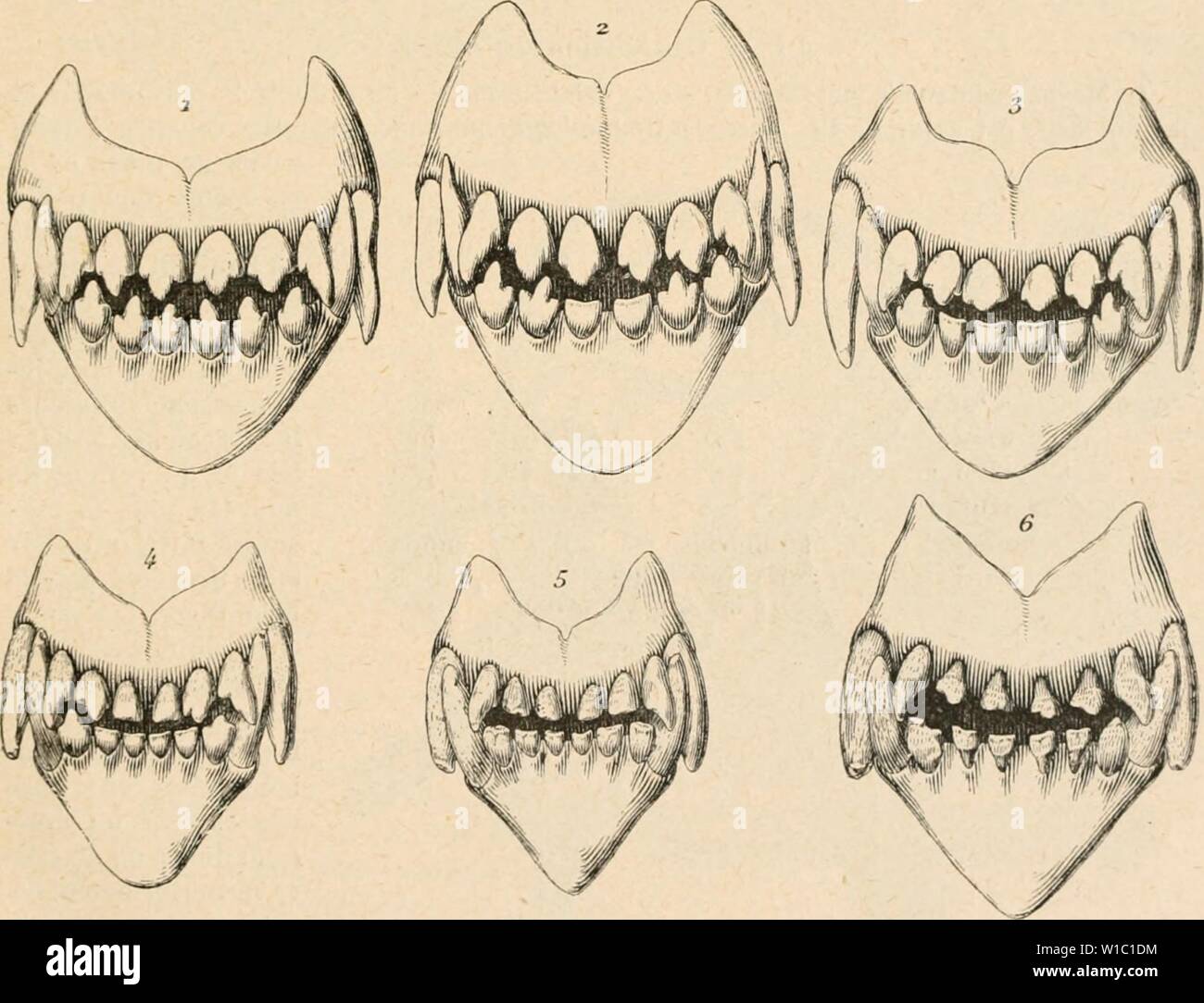 Archive image from page 498 of Dictionnaire de physiologie (1898). Dictionnaire de physiologie . dictionnairedeph03rich Year: 1898  CHIEN. K7 X. o l'INi â¢l';s. M no V K N N â¢: &gt; r. ( ' () l.N M. :i. TM. 4. AM. 1. A M â ) AM. 3. Su]ii''i-. Iiif.'r. SuiiÃi'. InfÃr. iniois. 4-0 soin. 3-1 sem. 4 sem. 3 si  m. DENTITION. 6 mois. r&gt; mois. o-'i 1 '2 mois. G mi lis. 4 mois. .'i-tl mnis.  l/2-.'J mois. (J-7 m iiis. L'usure et le nivellement des incisives remplaÃ§antes se font dans l'ordre chronolo- gique suivant :    FiG. SI. â Aije du chien d'aprÃ¨s l'usura dc dents incisives (Cornevin ot Le. Stock Photo