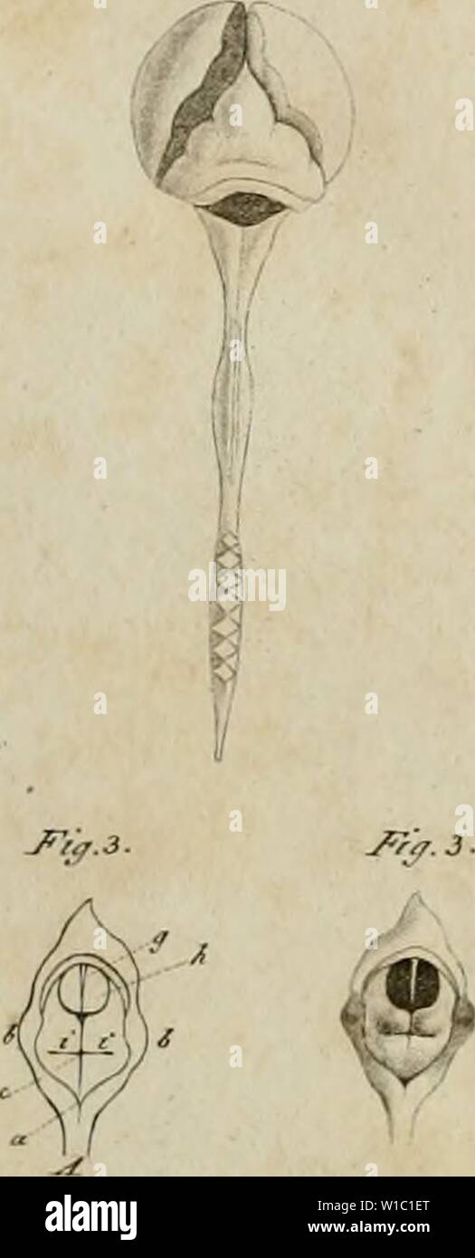 Archive image from page 498 of Deutsches Archiv für die Physiologie. Deutsches Archiv für die Physiologie . deutschesarchivf10meck Year: 1827  Uny t 6l/,.: /es/. Trr. W. Jta y. Jc.. &gt;- Jiai. Stock Photo