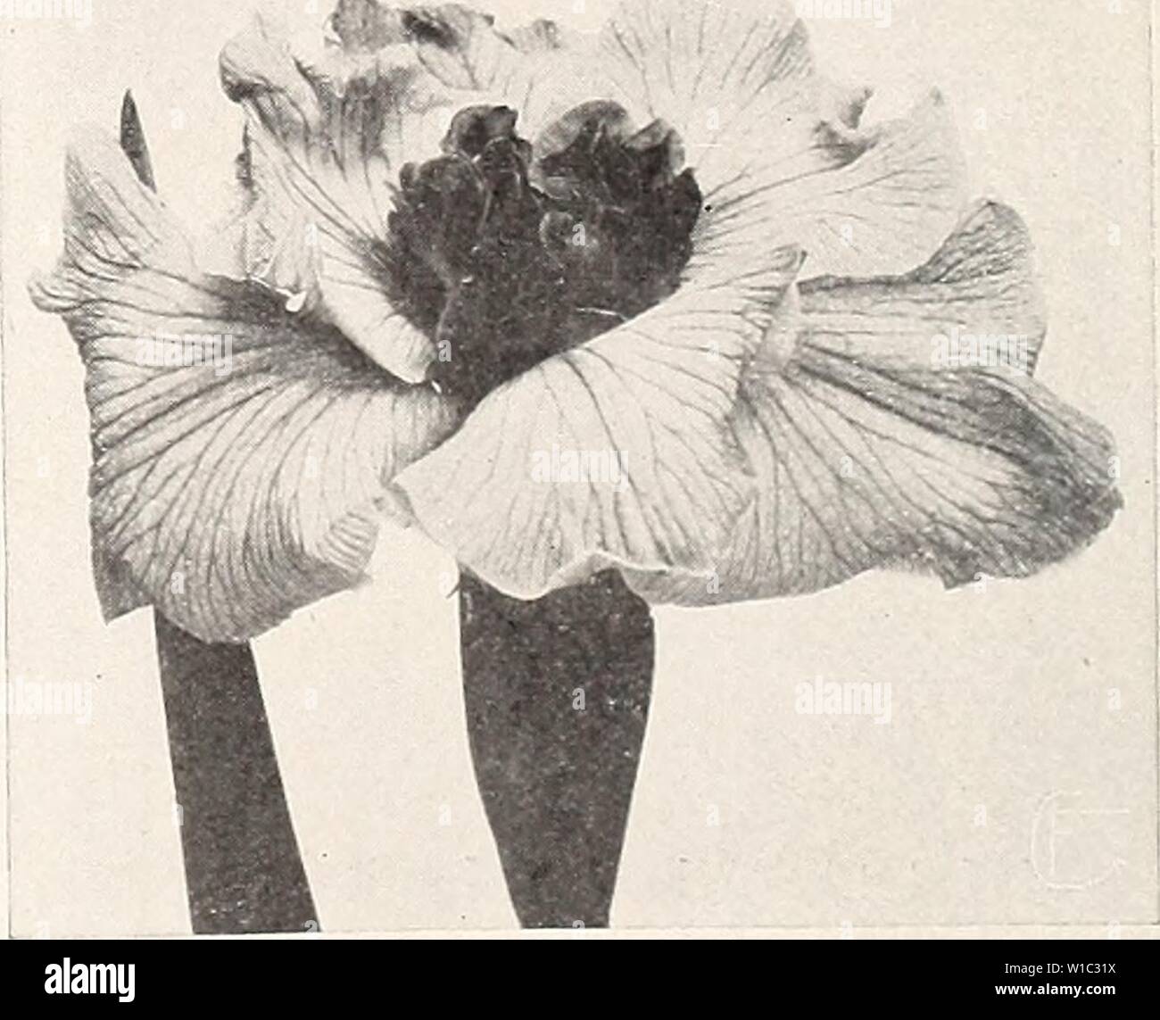 Archive image from page 51 of Descriptive catalog (1910). Descriptive catalog . descriptivecatal1910shen Year: 1910  Paeonies. (See page 47.) Deep rose, shading to purple; Cross of Honor Daniel d'Albert large, globular flower. Festiva MaximaâFlowers borne on long, stiff stems; pure white, inner petals slightly tipped with carmine. Francoise OrtegatâPurplish crimson, with yellow stamens: tall growing. Golden HarvestâBlush pink petals, blush white collar, with golden blush center, the whole effect being a creamy pink, large, fra- grant and a vigorous grower. GigantheaâClear light pink, silvery t Stock Photo
