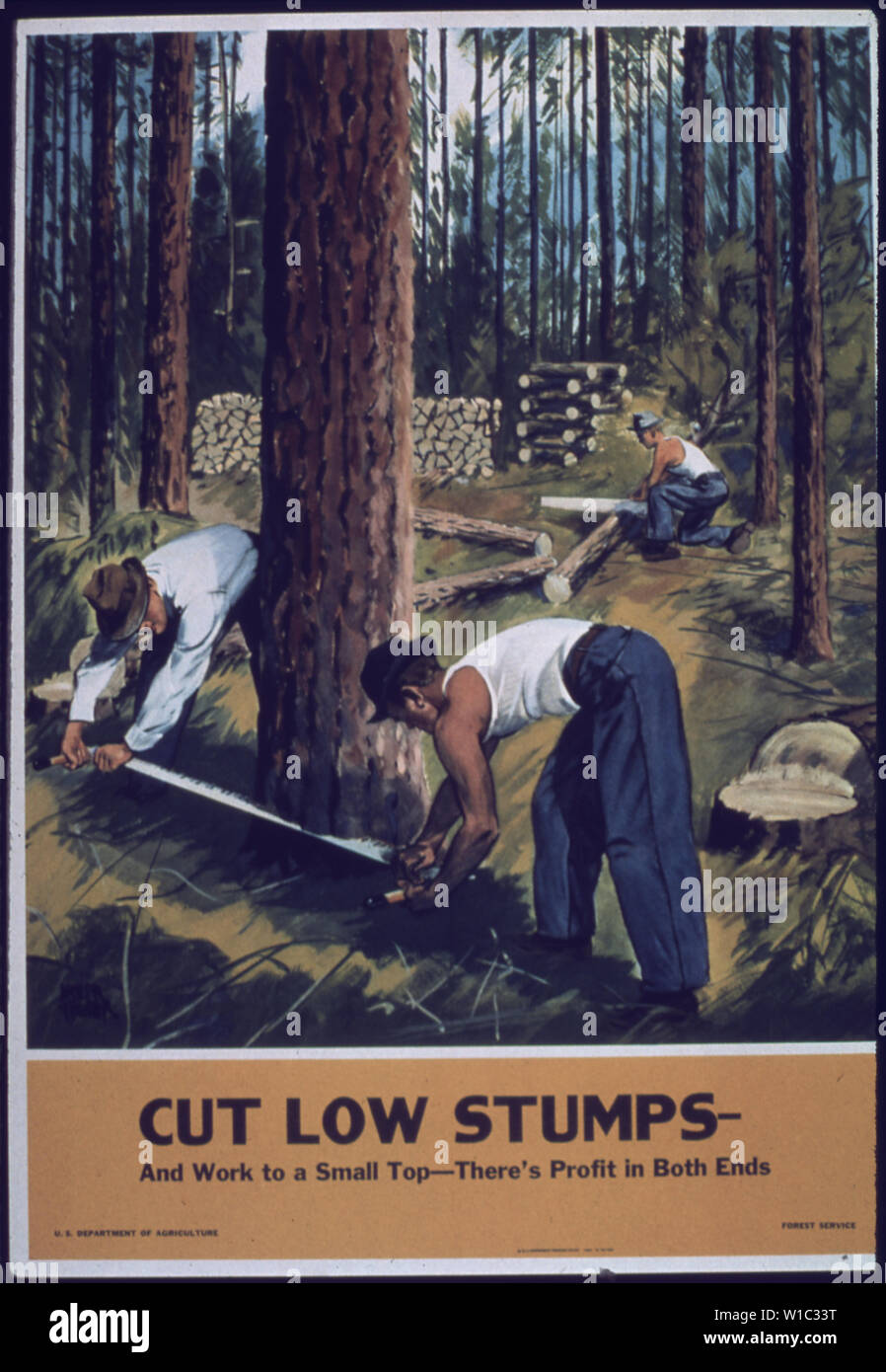 Curated visual reference: Picture Idea: Cut Low Stumps Stock Photo