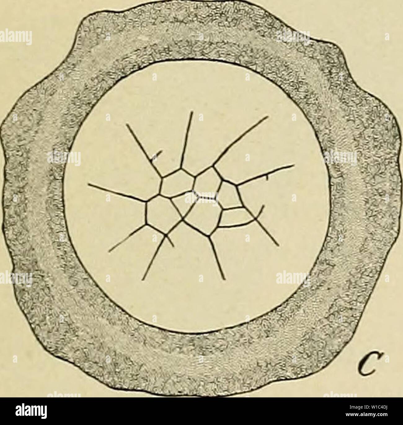 Archive image from page 52 of The development of the human. The development of the human body : a manual of human embryology . developmentofhum00mcmu Year: 1914 Stock Photo