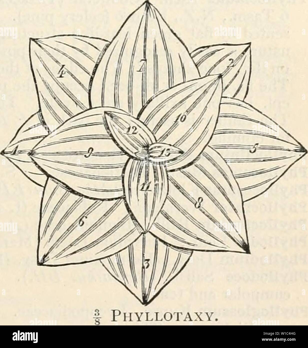 Archive image from page 522 of A dictionary of the flowering. A dictionary of the flowering plants and ferns . dictionaryofflow00will Year: 1919  PHYLLO- 5°7 Phyllarthron DC. Bignoniaceae (4). 6 Madag., Mascarenes. The 1. is reduced to a jointed winged petiole. Phyllepidum Rafin. Amarantaceae (inc. sed.). Gen. dubium. i N. Am. Phyllis L. Rubiaceae (n. 7). i Canaries, Madeira. Phyllitis Ludwig. Polypodiaceae. 10 trop. and subtrop. Phyllo- (Gr. pref.), -phyllous (suff.), leaf; -clade, a stem structure usu. ± flattened and serving 1. purposes, Asparagus, Baccharis, Bos- siaea, Carmichaelia, ffibb Stock Photo