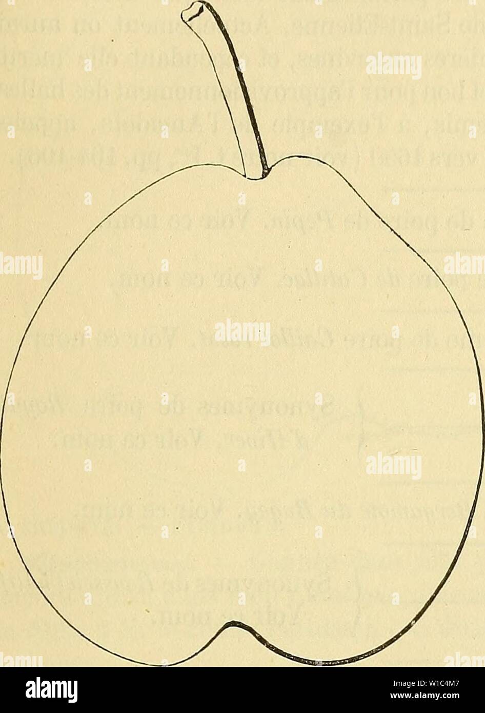 Archive image from page 522 of Dictionnaire de pomologie  contenant Stock Photo