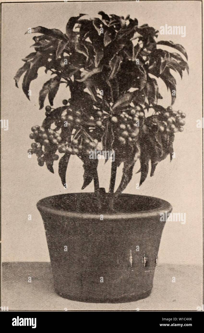 Archive image from page 528 of Descriptive catalogue of flowering, ornamental. Descriptive catalogue of flowering, ornamental trees, shrubs, bulbs, herbs, climbers, fruit trees, &c., &c., &c. / for sale by the Yokohama Nursery Co., Limited. . descriptivecatal1909yoko Year:   CATALOGUK OF THK YOKOHAMA NURSERY Co.. T; rn. 51    Tliu.ja ohtusji, var. Kujakii-lii))a, arict with thick hush)' fohac ( pot irou n)—liciiht: I ft.; per 10, $2.50. Ditto —hcidit: 2-3 ft.; per 10, S5.00 Tliu.ja ohtiisa var. Hotaruliiha,si)lashecl w hite aricatccl (pet m-oami—hcisht ; ft.; per 10, &gt;2.20. Tliu.ja obtus Stock Photo