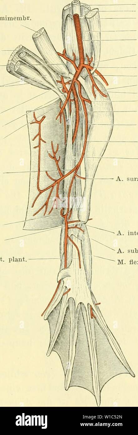 Archive image from page 528 of Die Anatomie des Frosches; ein Stock Photo