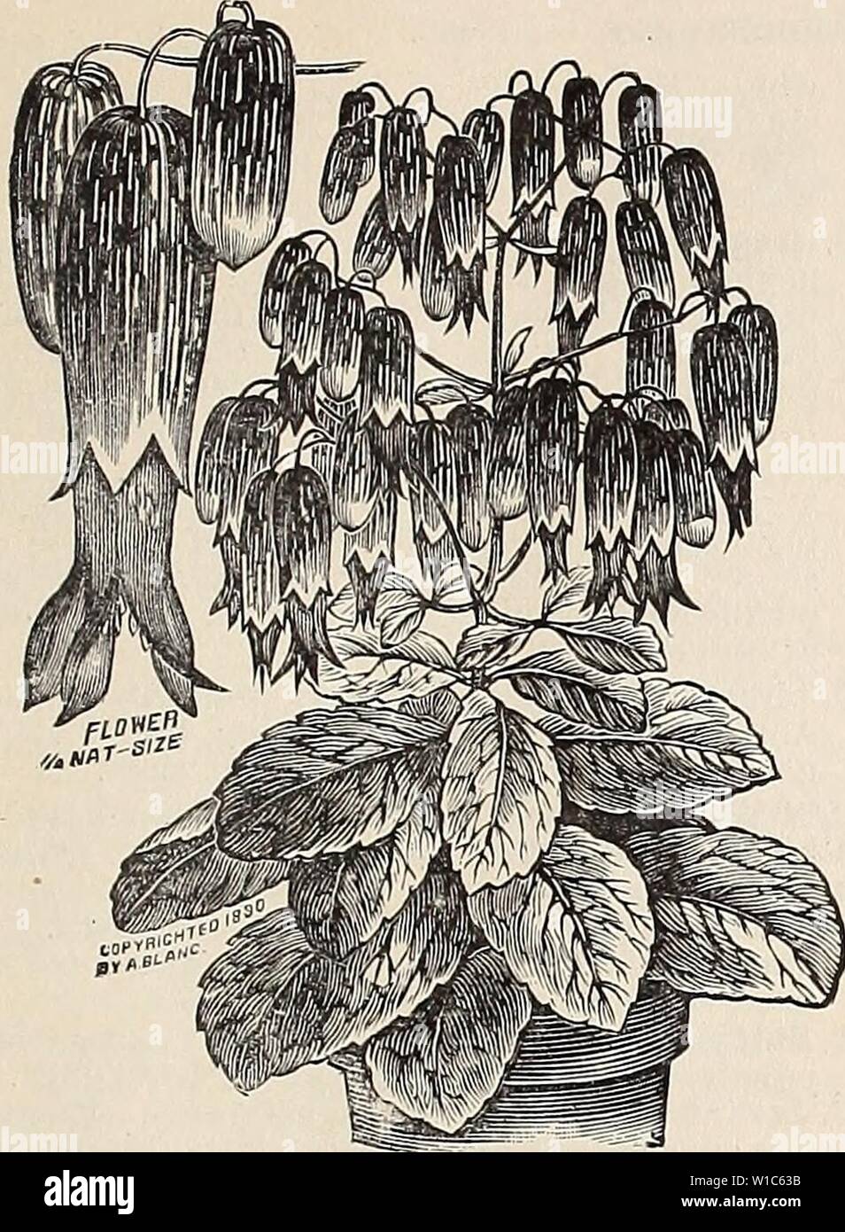 Archive image from page 54 of Descriptive and illustrated catalogue and. Descriptive and illustrated catalogue and manual of Royal Palm Nurseries . descriptiveillus1894roya Year: 1894  Miscellaneous Department. 51    Bryophylluni calycmum. (,See page 50.) CALYCANTHUS, continued. vety brown, double and deliciously fragrant &gt; remains in bloom for a long time. Flowers always popular for button-hole bouquets, rivaling the tuberose in that respect. 25 cents each, $2.50 per dozen. CAMELLIA Japonica. Camellias do well in Florida after once becoming established. They prefer a rather moist soil, but Stock Photo