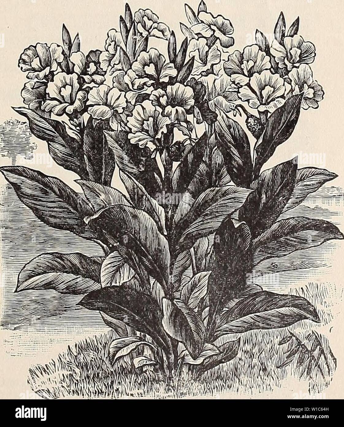 Archive image from page 54 of Descriptive and illustrated catalogue and. Descriptive and illustrated catalogue and manual of Royal Palm Nurseries . descriptiveillus1894roya Year: 1894  Bryophylluni calycmum. (,See page 50.) CALYCANTHUS, continued. vety brown, double and deliciously fragrant &gt; remains in bloom for a long time. Flowers always popular for button-hole bouquets, rivaling the tuberose in that respect. 25 cents each, $2.50 per dozen. CAMELLIA Japonica. Camellias do well in Florida after once becoming established. They prefer a rather moist soil, but not wet; also, a clayey sub-soi Stock Photo