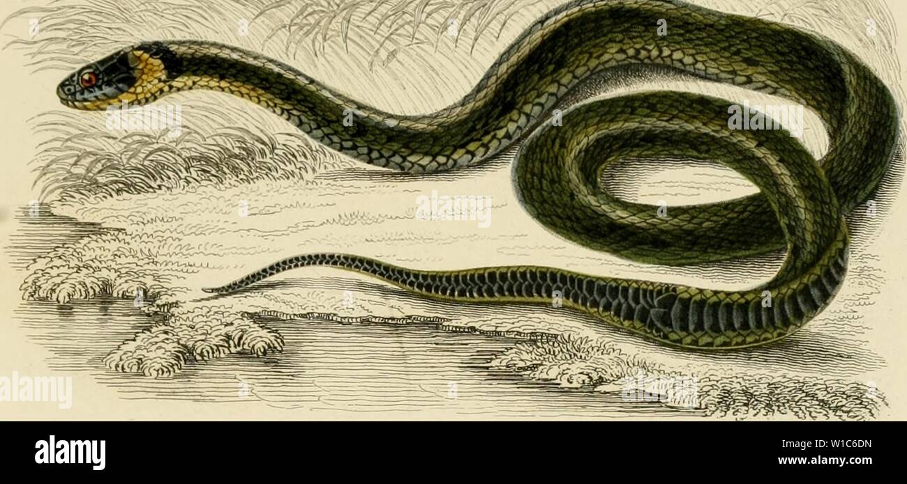 Шипящий уж по славянскому. Чертог змея покровитель семаргл. Шипящий уж по славянскому. Шипящий уж по славянскому. Славянский гороскоп.