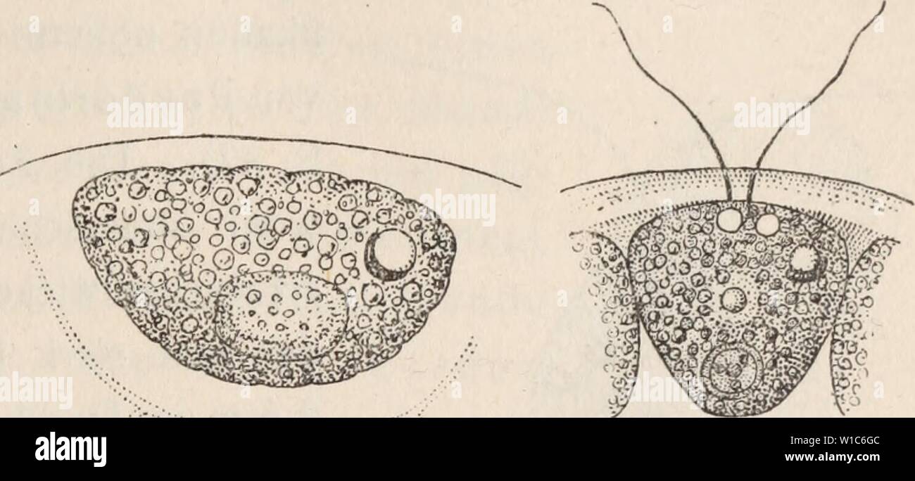 Mentosa High Resolution Stock Photography And Images Alamy