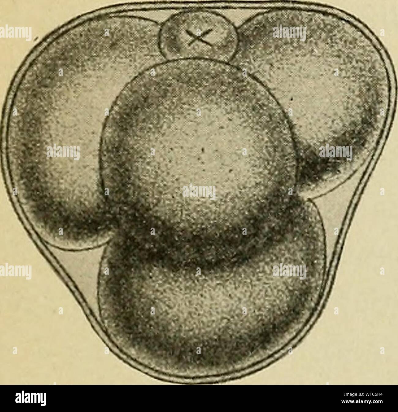 Archive image from page 54 of The development of the human. The development of the human body : a manual of human embryology . developmentofhum00mcmu Year: 1914 Stock Photo