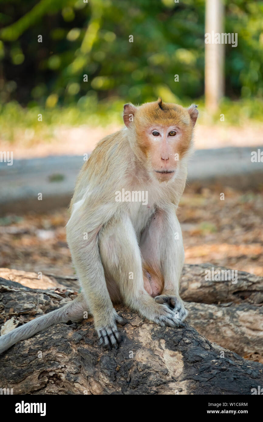 A monkey sitting on a branch in Thailand Stock Photo