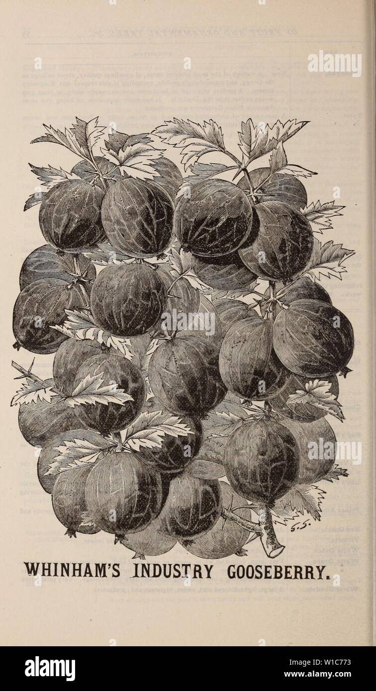 Archive image from page 55 of Descriptive catalogue of fruit and. Descriptive catalogue of fruit and ornamental trees, shrubs, plants, etc., etc., etc. . descriptivecatal1894jale Year: 1894 Stock Photo