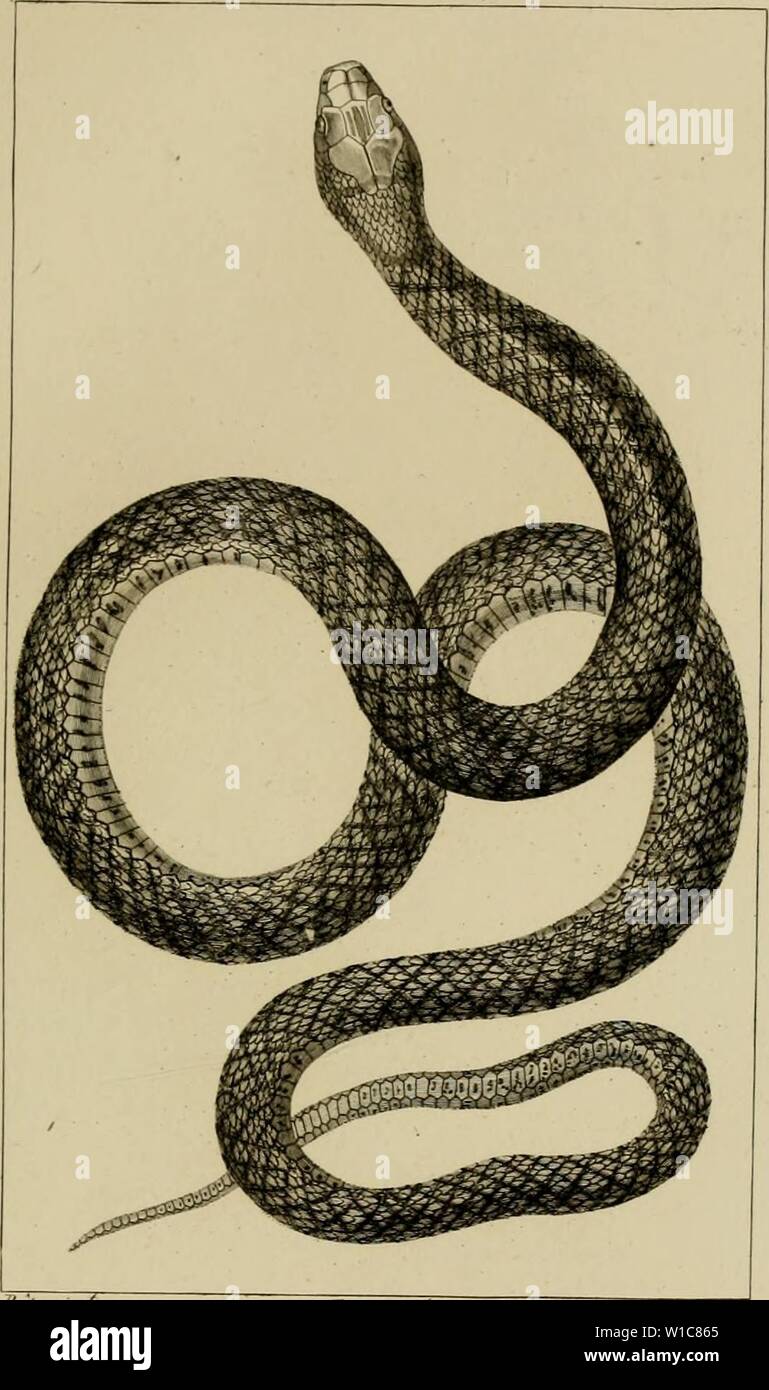 Archive Image From Page 56 Of Dictionnaire Des Sciences Naturelles Dans Dictionnaire Des Sciences Naturelles Dans Lequel On Traite Methodiquement Des Differens Etres De La Nature Consideres Soit En Eux Memes D Apres L Etat
