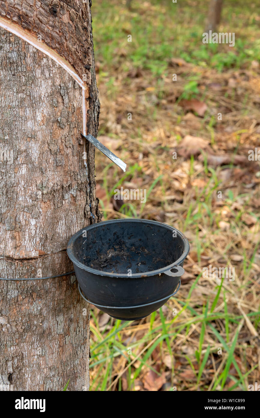 Tapping latex rubber tree, Rubber Latex extracted from rubber tree