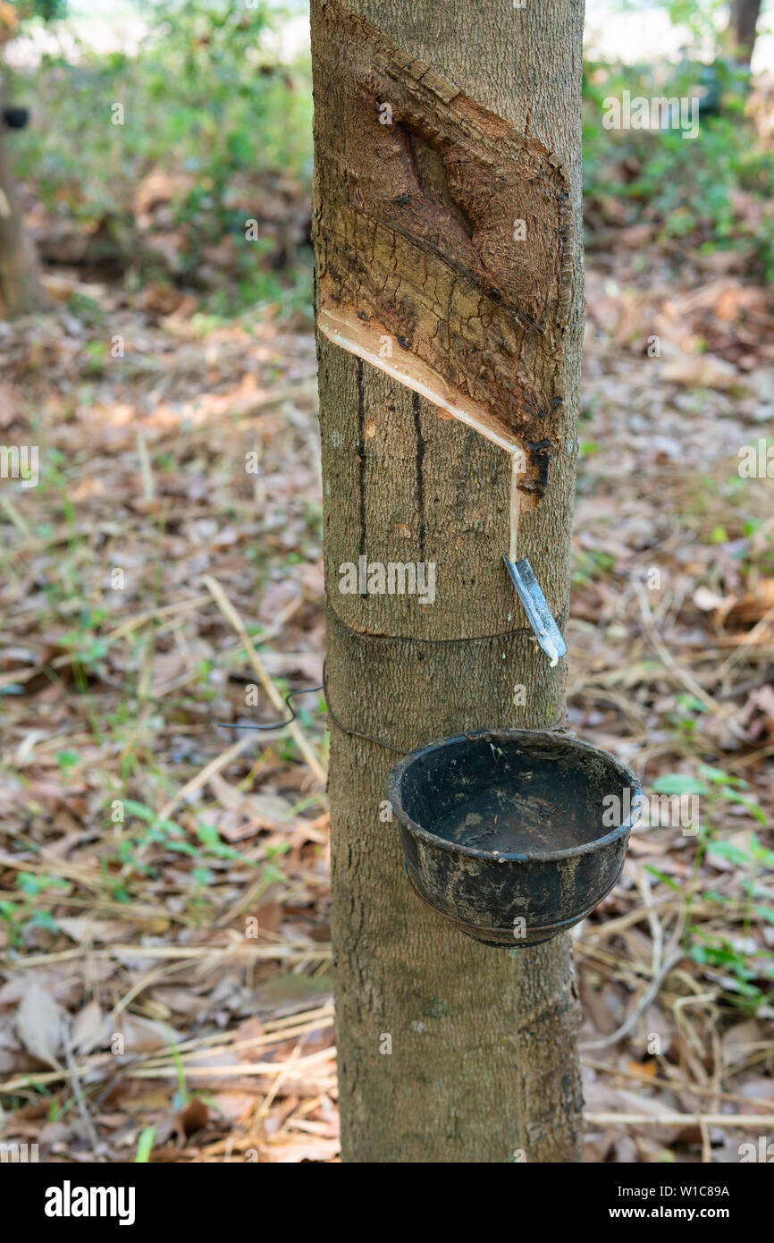 Tapping latex rubber tree, Rubber Latex extracted from rubber tree