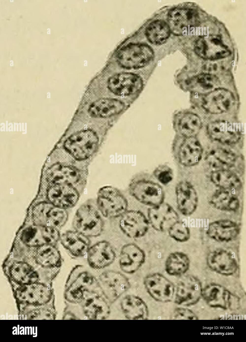 Archive image from page 56 of The development of the human. The development of the human body : a manual of human embryology . developmentofhum00mcmu Year: 1914  '1. - v â â â ,. D Fig. 22.âLater Stages in the Segmentation of the Ovum of a Bat. A, C, and D are sections, B a surface view.â(Van Beneden.) Stock Photo