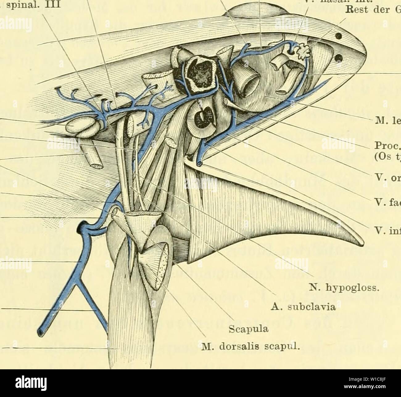 Vena lateral hires stock photography and images Alamy