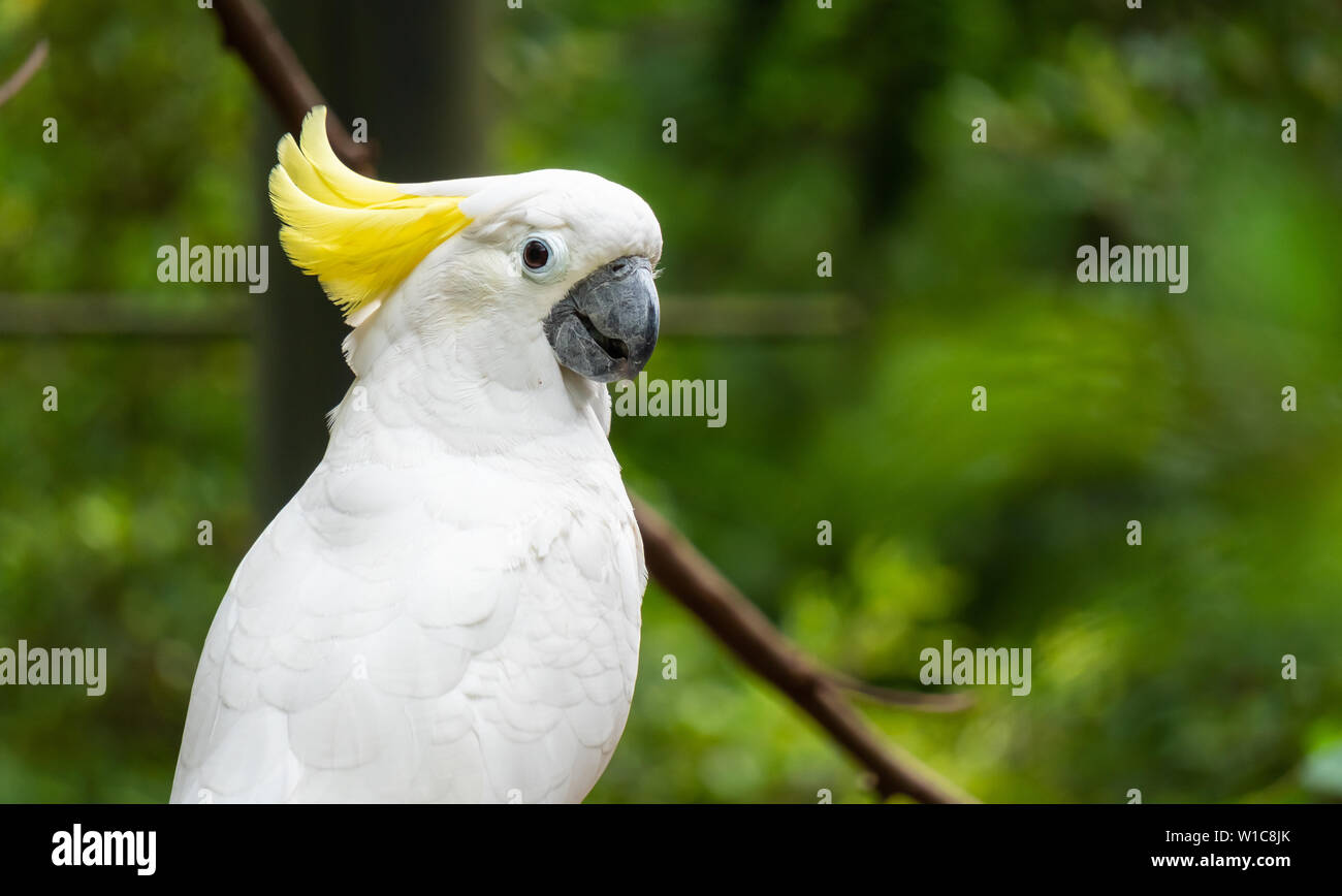 Portrait of Yellow-crested Cockatoo, Thailand Stock Photo
