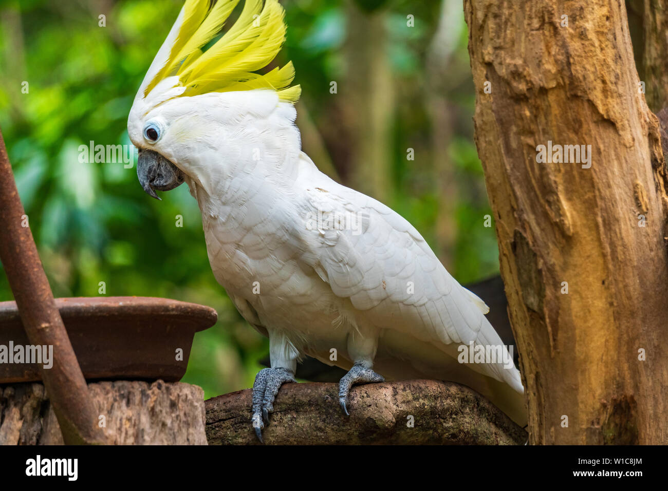 Portrait of Yellow-crested Cockatoo, Thailand Stock Photo
