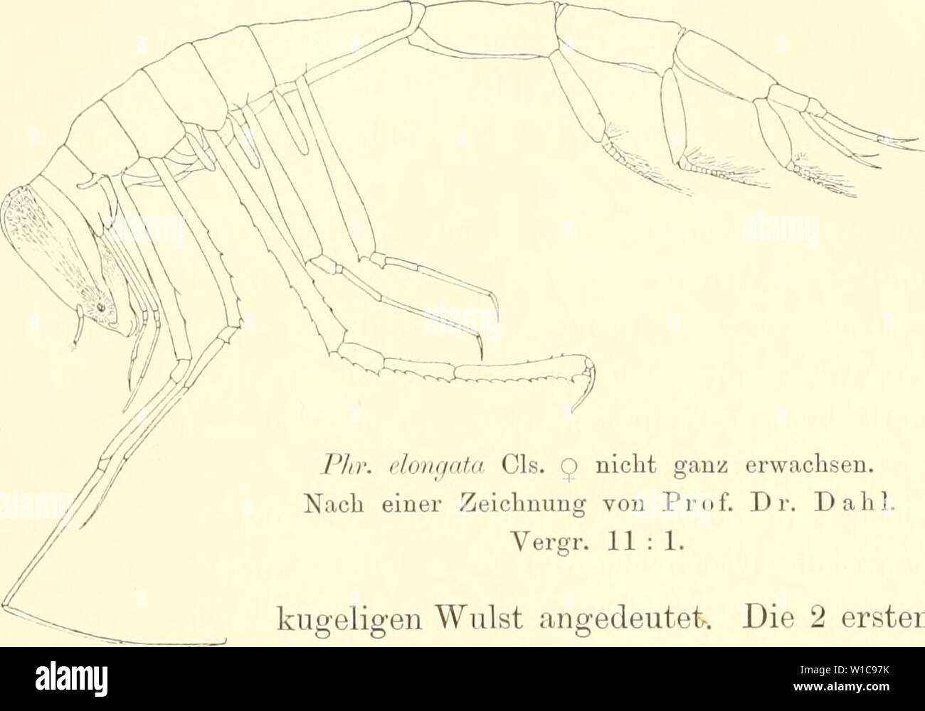Archive image from page 57 of Die Amphipoden der Plankton-expedition (1901-). Die Amphipoden der Plankton-expedition . dieamphipodender11voss Year: 1901-  40 J. Vo sseler, Die Ampliipoden. Phronimella elongata Cls. Phronima elongata Cls. 1862; Ancln/Ionyx kaiiudus Streets 1877. p.. 130; PhnDiiincUa ßliforiiiis Bov. 1887, p. 2tj; PhmnimeUa liifporrphiila Giles (d juv.) 1887, p. 217. Das 'Weib eben.    Pili: donrjnt.a Cls. CJ) niolit gann erwachsen. Nach einer Zeichnung von Prof. Dr. Da hl. Vergr. 11:1. Der Vorderleib, so lang wie der Hinterleib mit den Uropoden, er- innert in allen Stücken an d Stock Photo