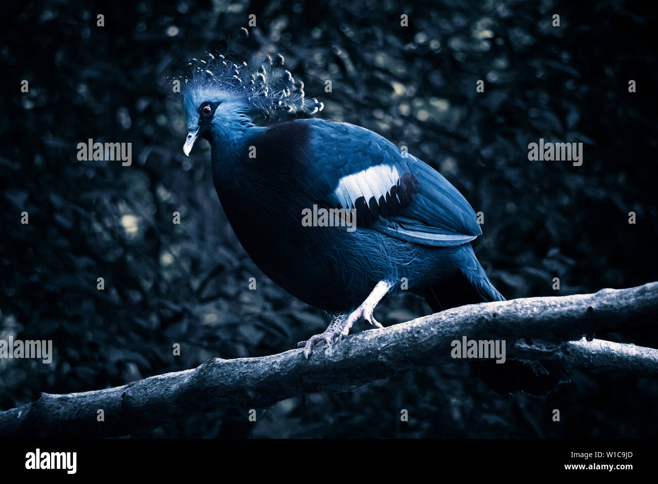 Victorian crested pigeons on branches at night Stock Photo
