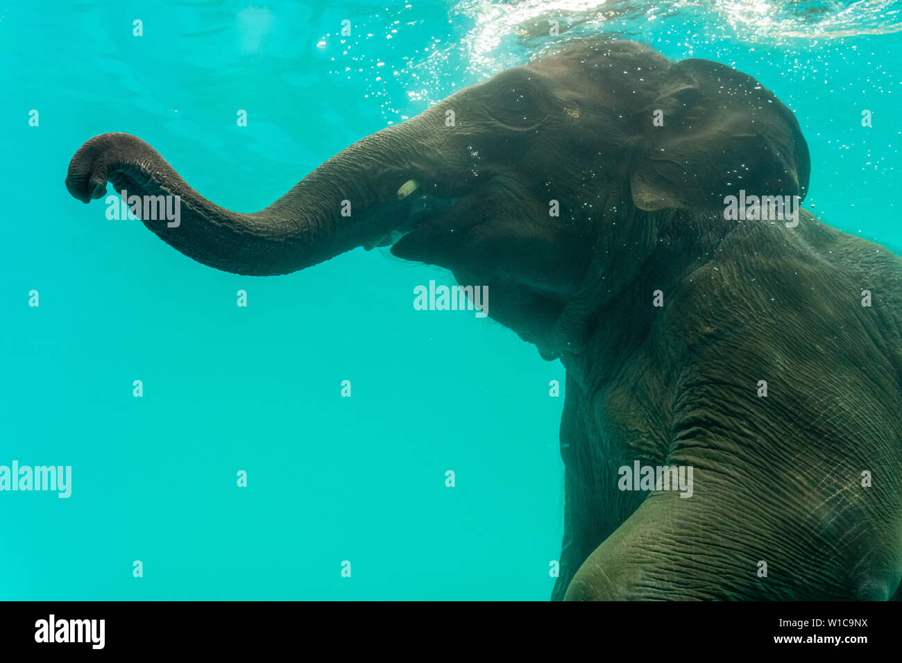 Elephant show swimming and blow the bubbles out of the trunk underwater