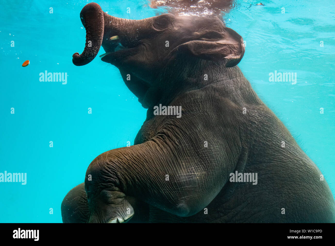 Elephant show swimming and blow the bubbles out of the trunk underwater