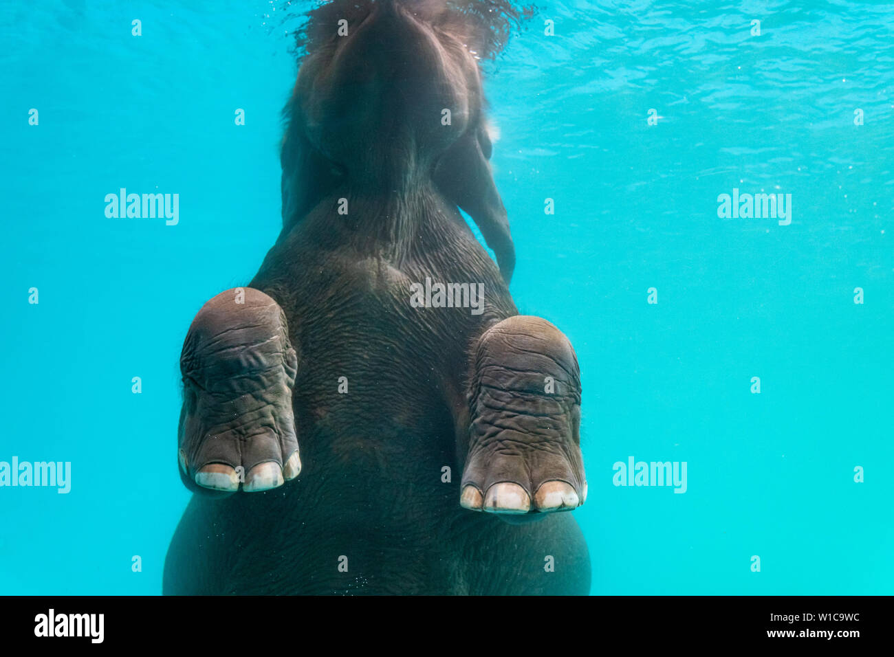 Elephant show swimming and blow the bubbles out of the trunk underwater