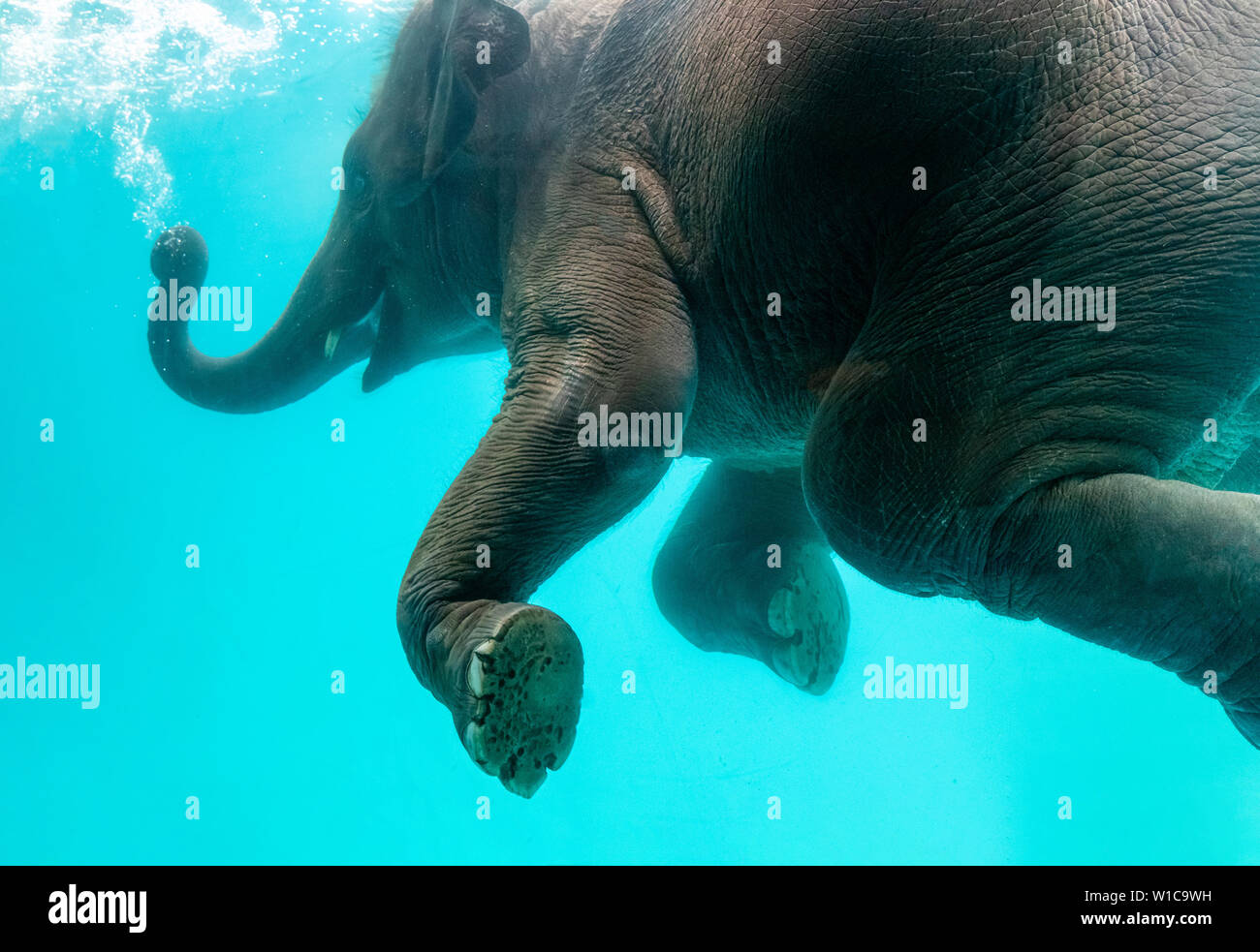 Elephant show swimming and blow the bubbles out of the trunk underwater in Thailand. Stock Photo