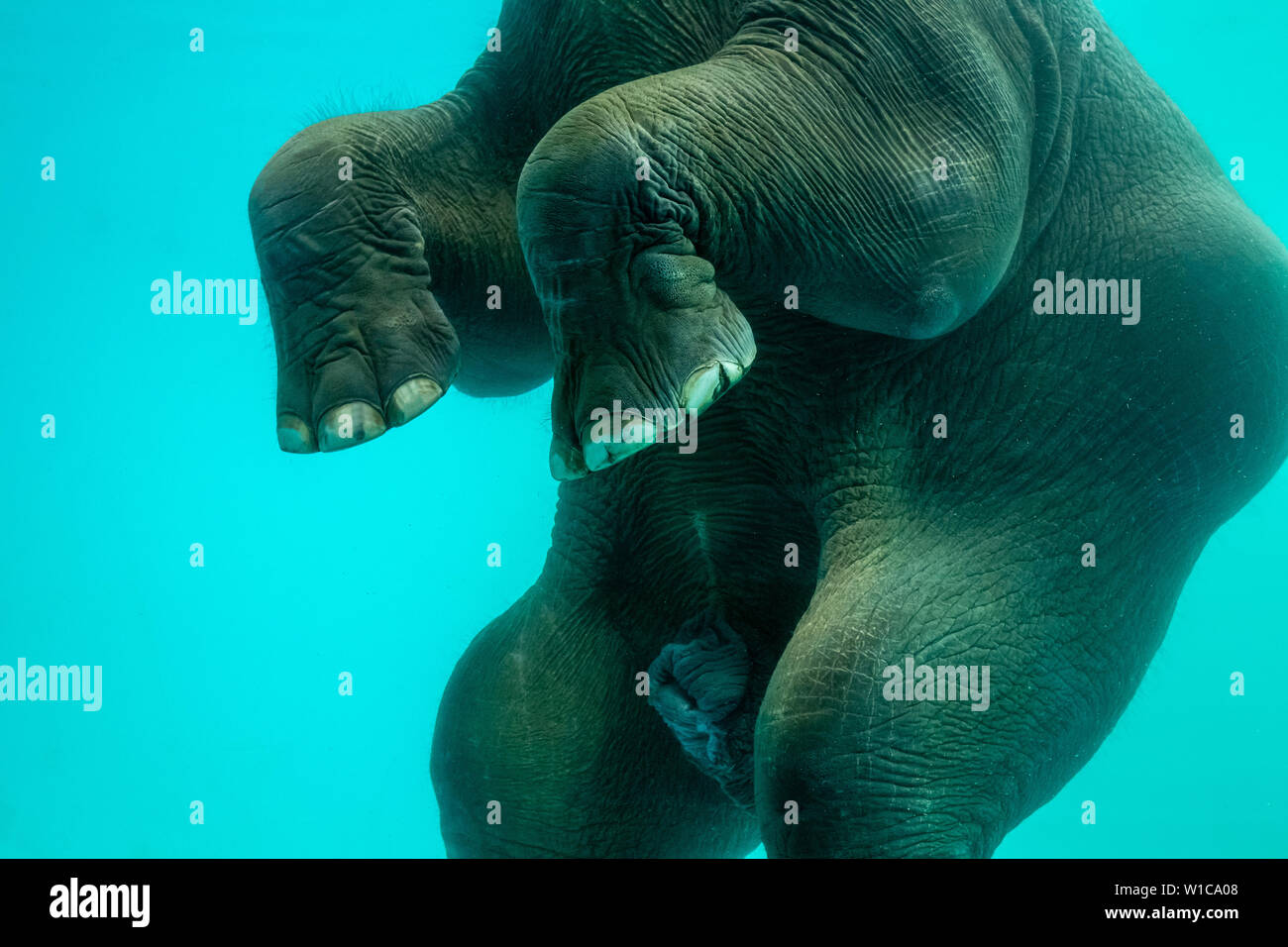 Elephant show swimming and blow the bubbles out of the trunk underwater in Thailand. Stock Photo