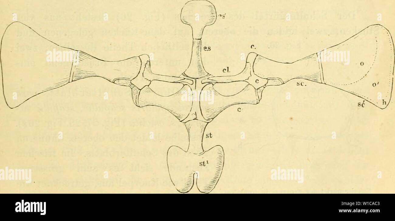 Archive image from page 58 of Die Anatomie des Frosches; ein. Die Anatomie des Frosches; ein Handbuch fÃ¼r Physiologen, Ãrzte und Studire . dieanatomiedesfr0102ecke Year: 1887-  Brustbein. 43 III. Brustbein (Fig. 25 es, hs). Cuvier, 1. c. 4U1. tb. XXIV, Fig. 31 ef. — Duges, n. 27, 28. Die Knochen des Brustbeins stehen in genauester Verbindung mit dem Schultergürtel und man ist nicht allgemein gleicher Ansicht Y{,r 04 darüber, was zu dem einen und dem anderen zu rech- nen sei. Als unzweifelhaft dem Brustbein angehörig sind die folgenden Stücke zu betrachten: 1. Ein vorderes, das man als Episte' Stock Photo