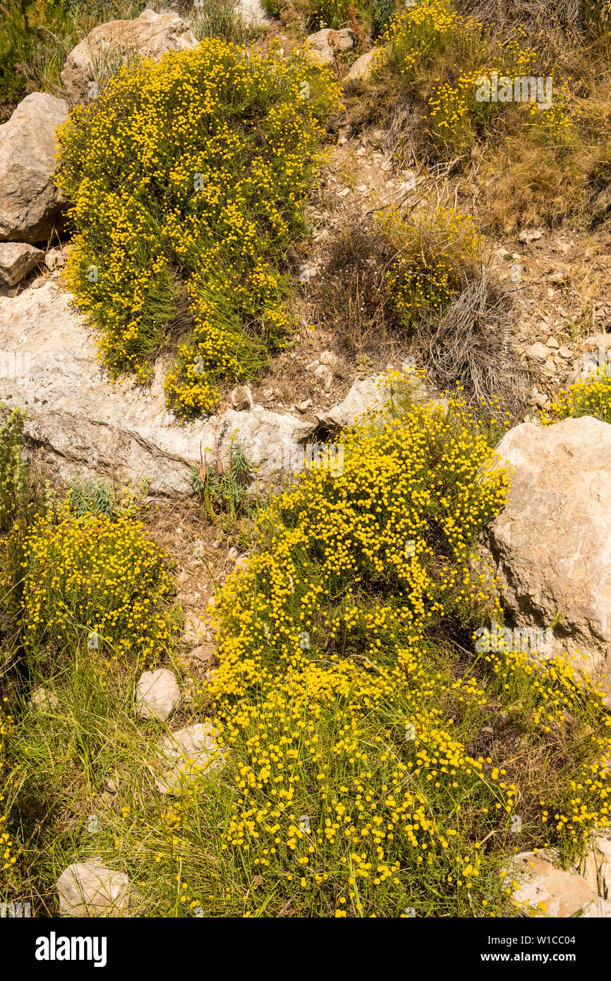 Flowering chamomile plant in the wilderness Stock Photo Alamy