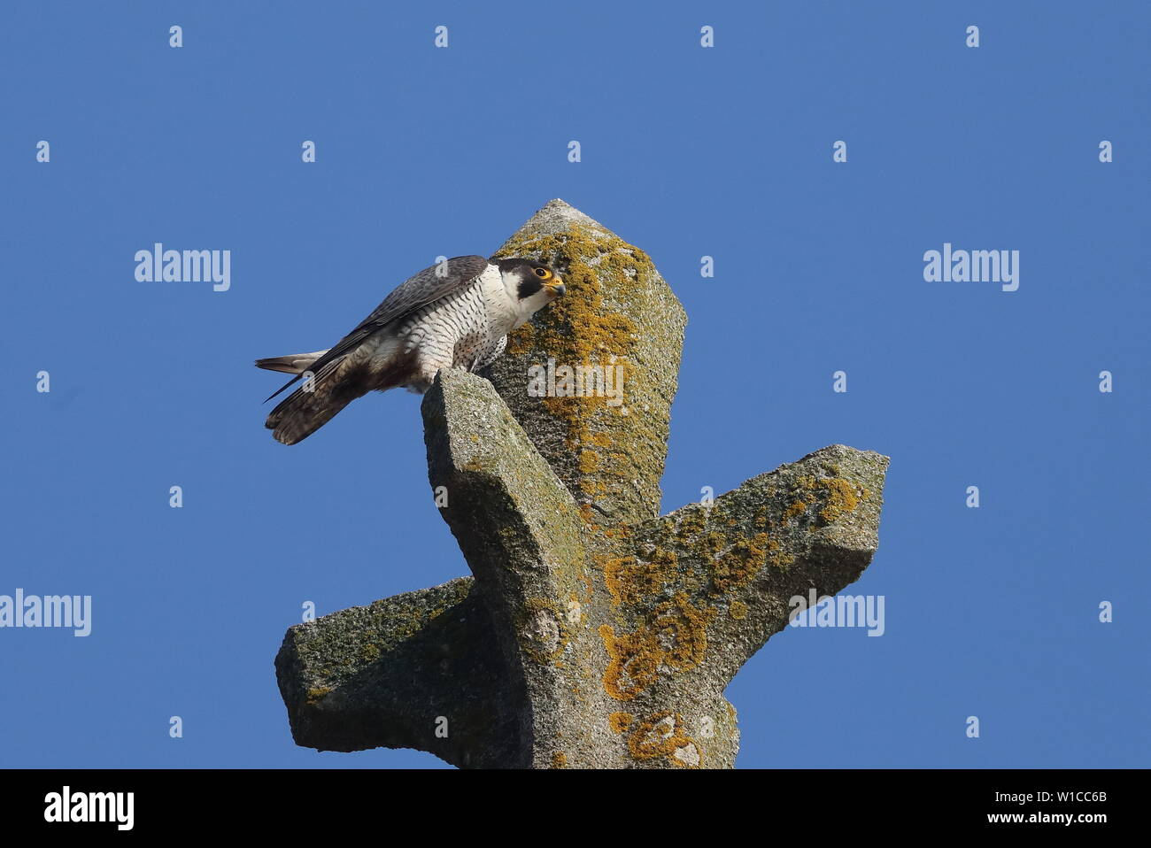 Pergrine falcon birds hi-res stock photography and images - Alamy