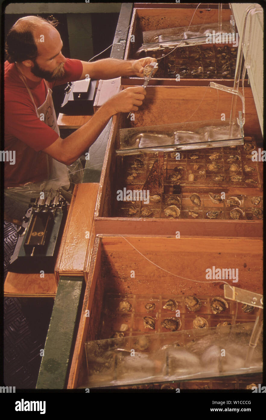 EPA GULF BREEZE LABORATORY THE BIOASSAY WET LAB. USING CALIPERS THE