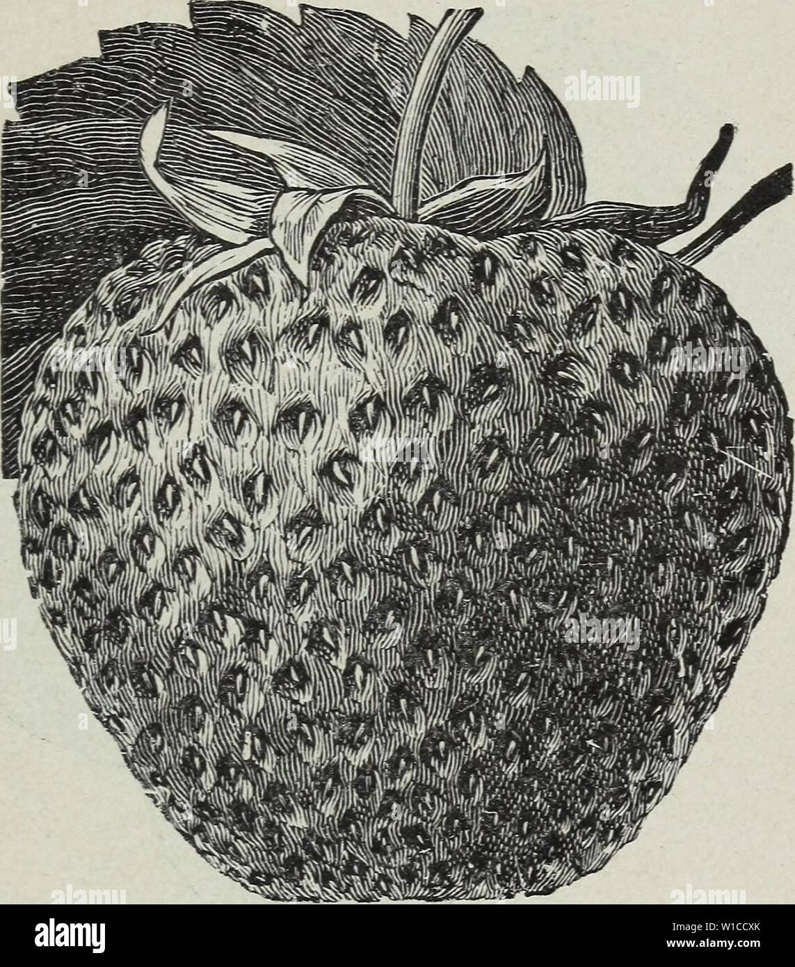Archive image from page 6 of Descriptive strawberry plant catalogue of. Descriptive strawberry plant catalogue of 5,000,000 Perdue's best quality strawberry plants : grown at Perdue's strawberry plant farm . descriptivestraw1925perd Year: 1925  Showell, Maryland    BIG JOE (Joe Johnson.) (Mid-season to late). A vigorous grower of very large plants that are very productive of large size handsome looking berries with a large bright green cap. A real fancy berry that brings fancy prices. Note the following testimonial. Shenandoah Co., Va., April 1, 1924. Dear Sir:— I am sending you an order for s Stock Photo