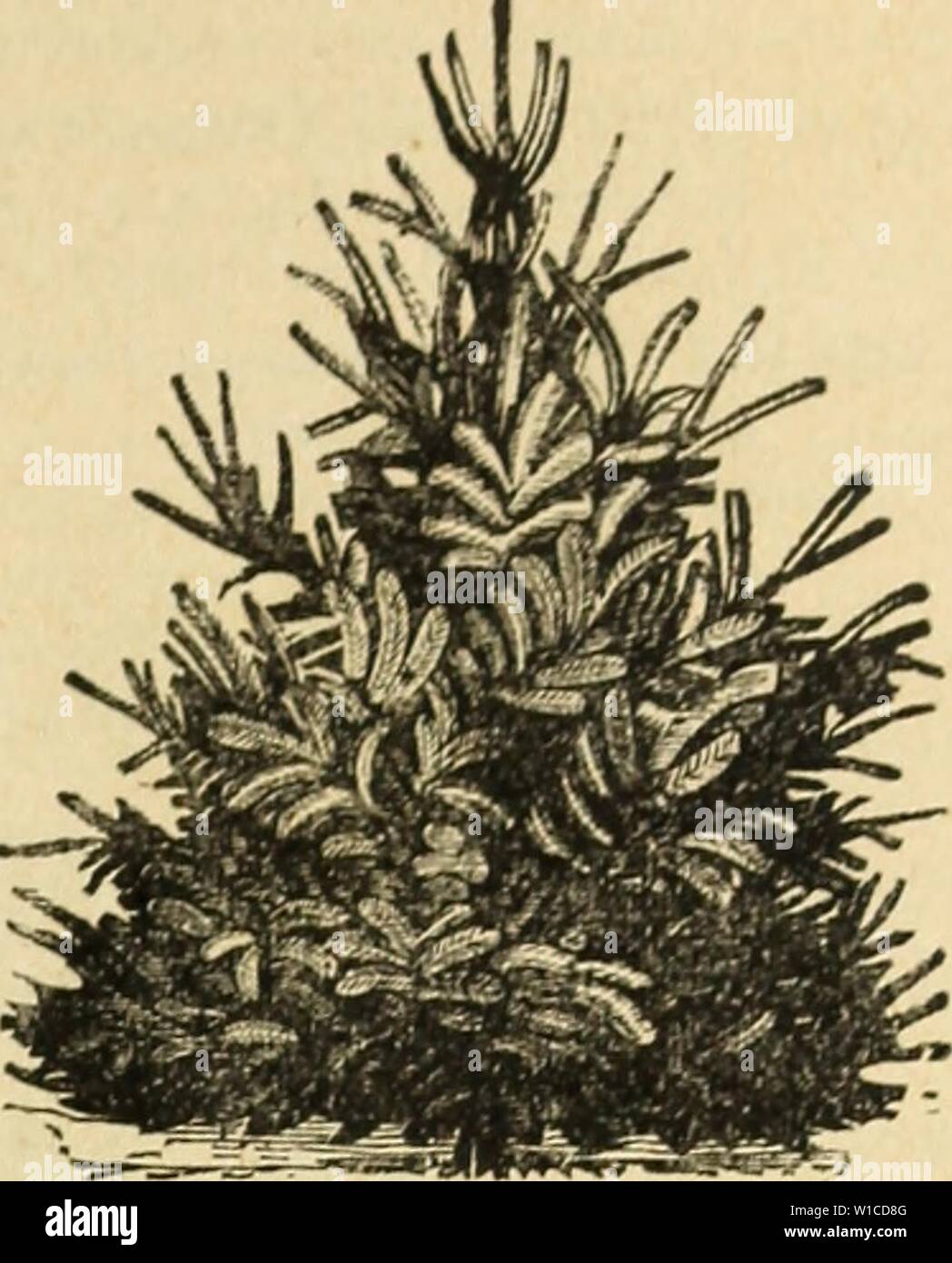 Archive image from page 60 of Descriptive catalogue of the Hart. Descriptive catalogue of the Hart Pioneer Nurseries . descriptivecatal1895hart Year: 1895  OF FRUIT, ORNAMENTAL TREES, ETC. 57 SPRUCE [Abies). Norway ExeelM. A lofty, elegant tree, of perfect pyramidal habit, remarkably elegant and rich, and as it gets age, has fine, graceful pendulous branches; it is exceedingly picturesque and beautiful; very popular, and deservedly so, and should be largely planted; one of the best evergreens for hedges. American White Alba. A tall tree, with compact branches and light green foliage. Nigra-Blu Stock Photo