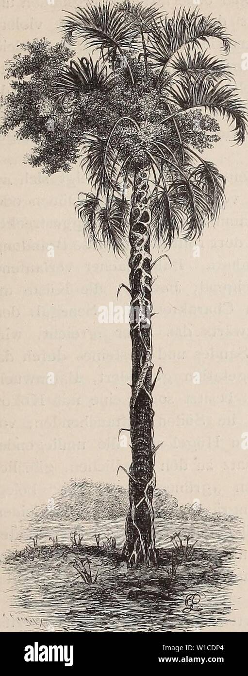 Archive image from page 600 of Die Loango-Expedition ausgesandt von der. Die Loango-Expedition ausgesandt von der Deutschen Gesellschaft zur Erforschung Aequatorial-Africas, 1873-1876. Ein Reisewerk in drei Abtheilungen . dieloangoexpedi00gssf Year: 1888  H)phaenc und junge Ficus. CAPITEL III. Scenerie westafricanischer Küstenstriche. — Pflanzenkleid der Loangoküste. — Die Sa- vane: das Mittelglied zwischen Wald und Steppe. — Vertheilung von Gräsern und Holz- gewächsen. —. Veränderungen durch die Thä- tigkeit des Menschen. — Die Loangoküste ist von Natur ein AValdland. — Vegetationsfor- mation Stock Photo