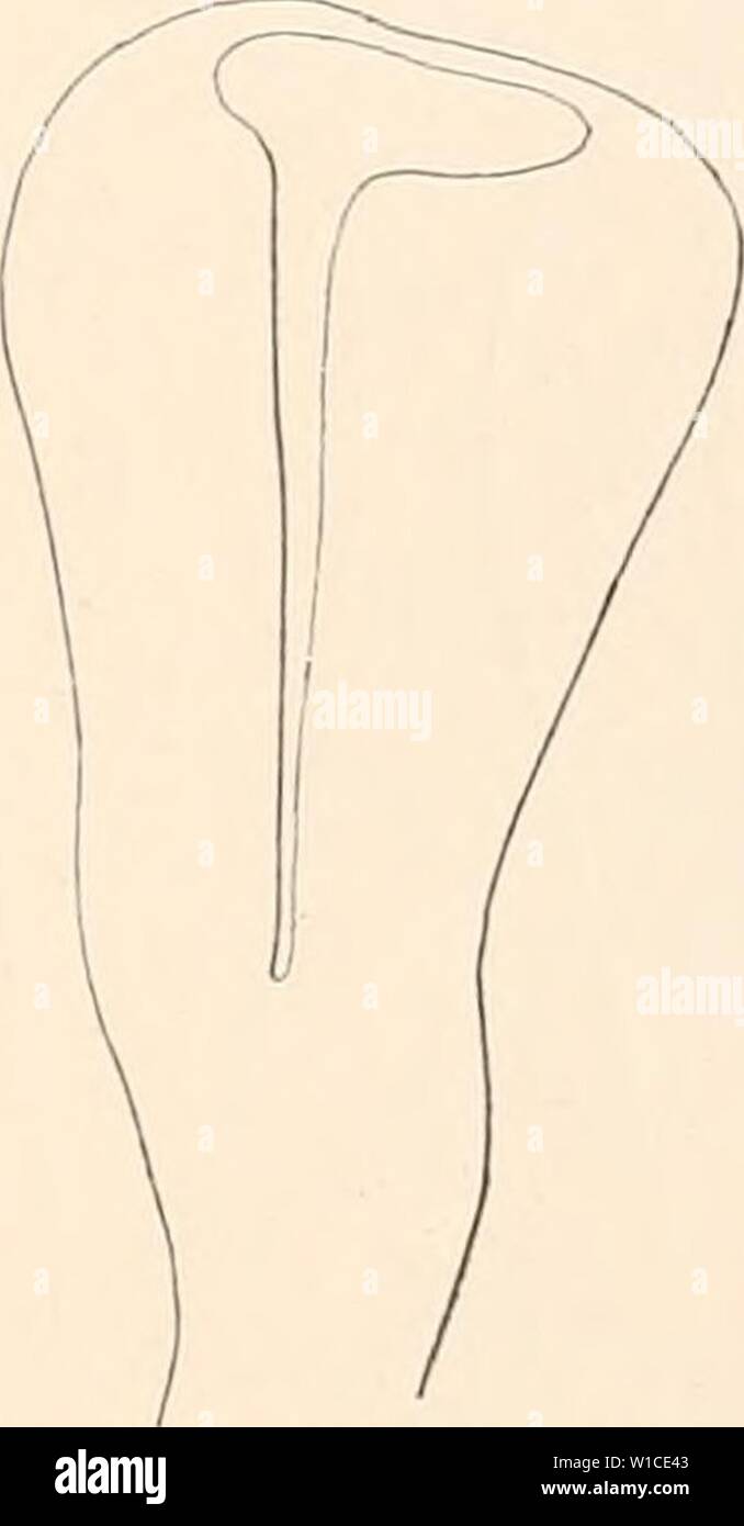 Archive image from page 606 of Deutsche Südpolar-Expedition, 1901-1903, im Auftrage. Deutsche Südpolar-Expedition, 1901-1903, im Auftrage des Reichsamtes des Innern . deutschesdpola16deut Year: 1921  Fig. Fi«    Flg. S. Dibothriocephalus perfoliatus (Railliet). Fig. 5. Scolex (6 mm langes Exemplar). Fig. 6. Seolex (6 mm langes Exemplar) Seitenansicht (10 mm langes Exemplar). Fig. 7a ti. b. Flächen- und Fig. 8. Scolex (20 mm langes Exemplar). Die Glieder zeigen, an einem typischen Exemplar gemessen, 2 cm hinter dem Scolex eine Breite von 0,95 mm, eine Länge von 0,13 mm. 4 cm hinter dem Scolex b Stock Photo