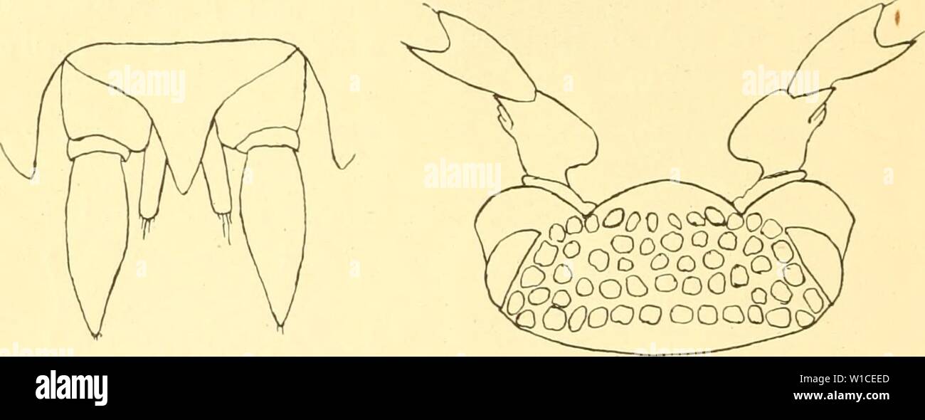 Archive image from page 61 of Die Asseln oder Isopoden Deutschlands. Die Asseln oder Isopoden Deutschlands . dieasselnoderiso00dahl Year: 1916  52 26. Porcellio. erweitening ist mehr oder weniger stumpf, höchstens ein fast rechter (Fig. 85 u. 88); die Färbung der Oberseite des Körpers ist meist mit vielem Hell gemischt; der Körper wird bis 14 mm lang  Das Wurzelglied der Schwanzfüße ist am Ende mehr quer ge- stutzt, so daß der Außenwinkel ein fast rechter ist (Fig. 84); auf dem 2. Fühlergliede befindet sich ein Endzahn, der etwa eben so lang ist wie der äußere Endzahn des 3. Gliedes (Fig. 85); Stock Photo