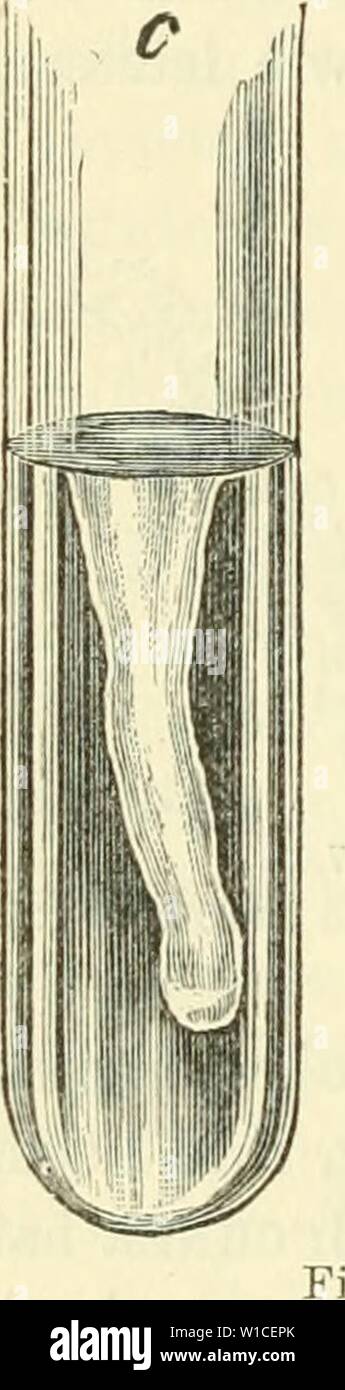 Archive image from page 615 of Die mikroorganismen Mit besonderer berücksichtigung. Die mikroorganismen. Mit besonderer berücksichtigung der ätiologie der infektionskrankheiten . diemikroorg02flgg Year: 1896  a Fig. 118. Kolonien von Finkler und Prior's Spirillen. 80:1. a. Nach 16 Stunden, b. Nach 2-4 Stunden, c. Nach 36 Stunden. satz zu den jungen Kolonien der KoCH'schen Komrnabacillen er- scheint der Kontur der FiNKLER'schen Kolonien sehr scharf dunkel und fast stets genau kreisförmig, während dort eine wellige, unregel- niässige Begrenzung beobachtet wird; ferner ist die Färbung ent- schied Stock Photo